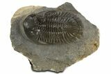 Detailed Hollardops Trilobite Fossil - Ofaten, Morocco #340237-3